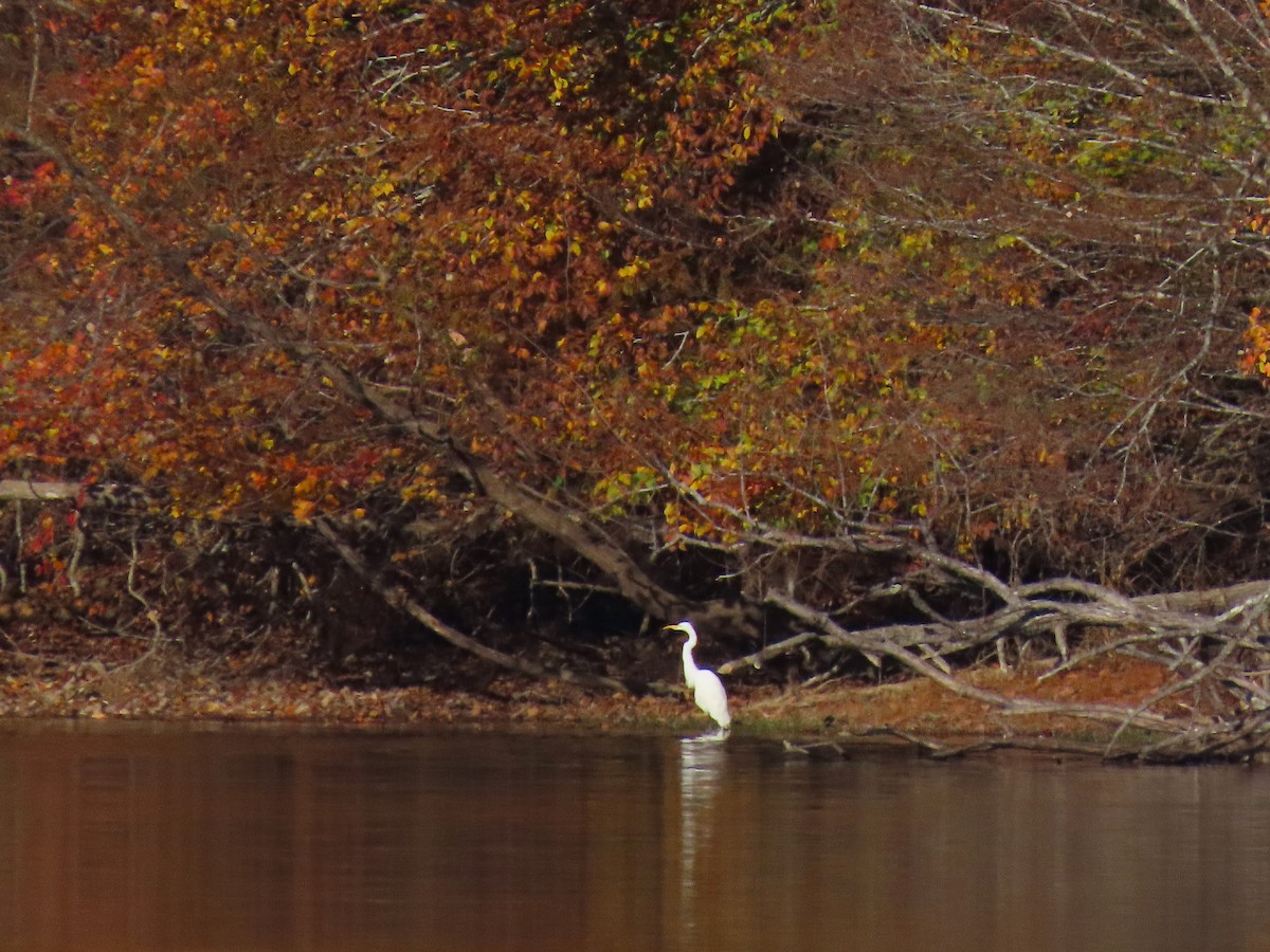 Great Egret - ML645080362