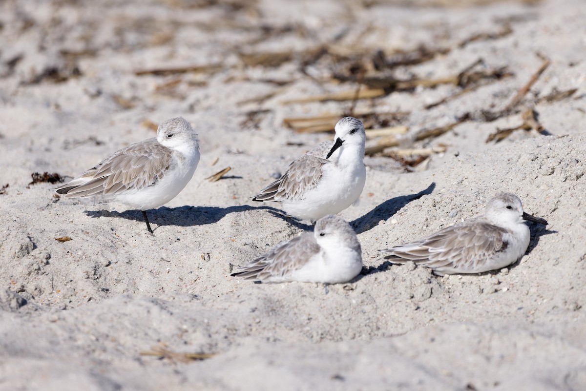 Sanderling - ML645080377