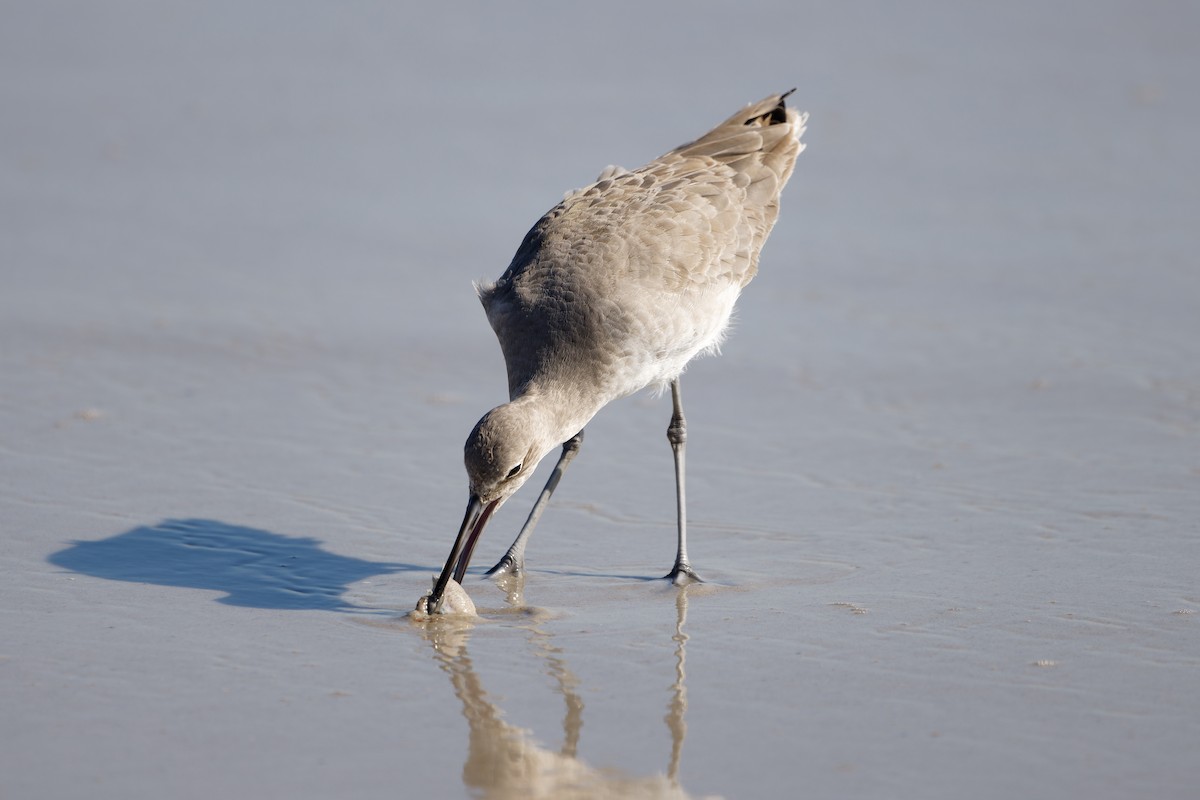Willet - ML645080384