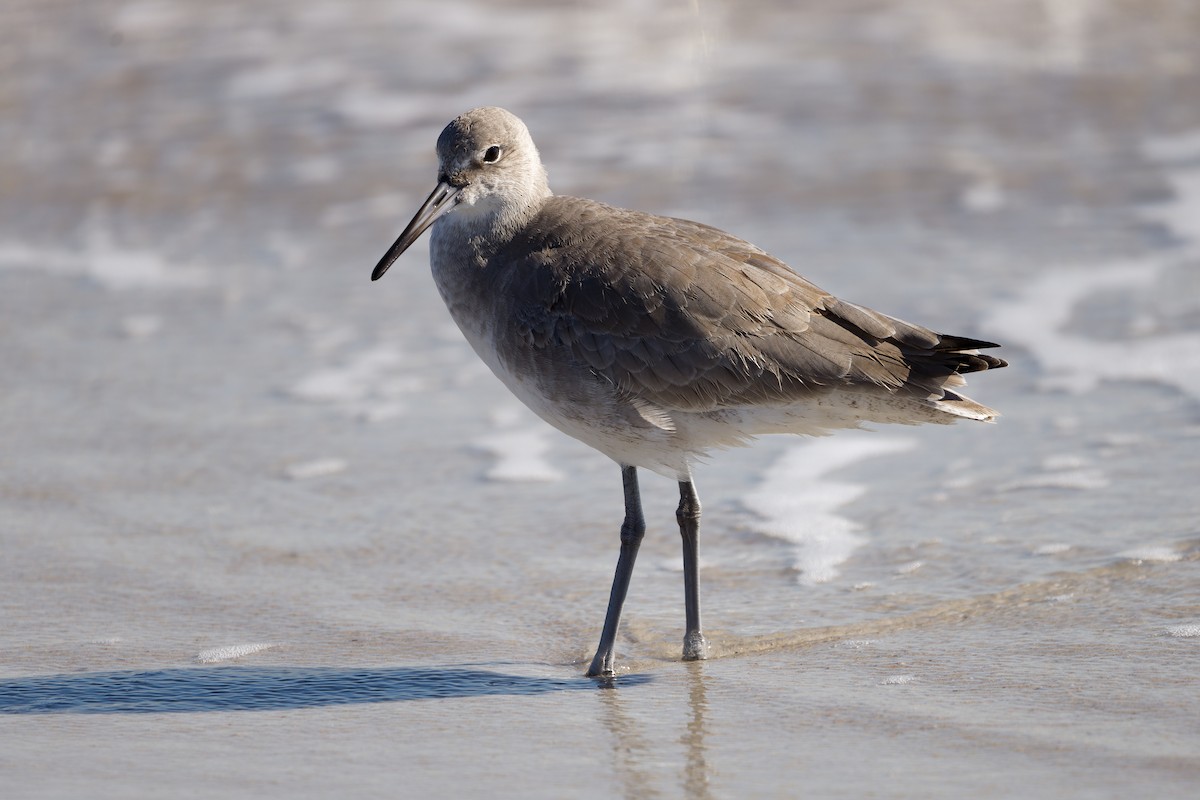 Willet - ML645080385