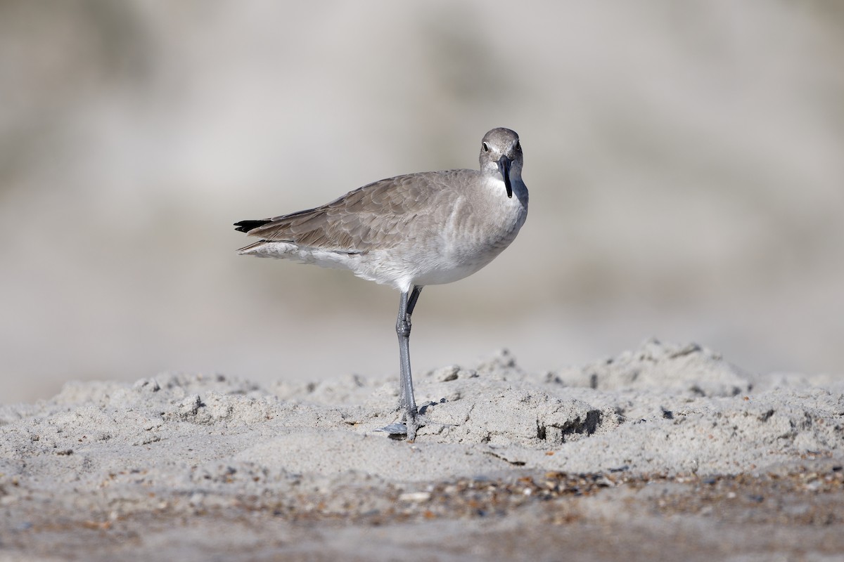 Willet - ML645080412