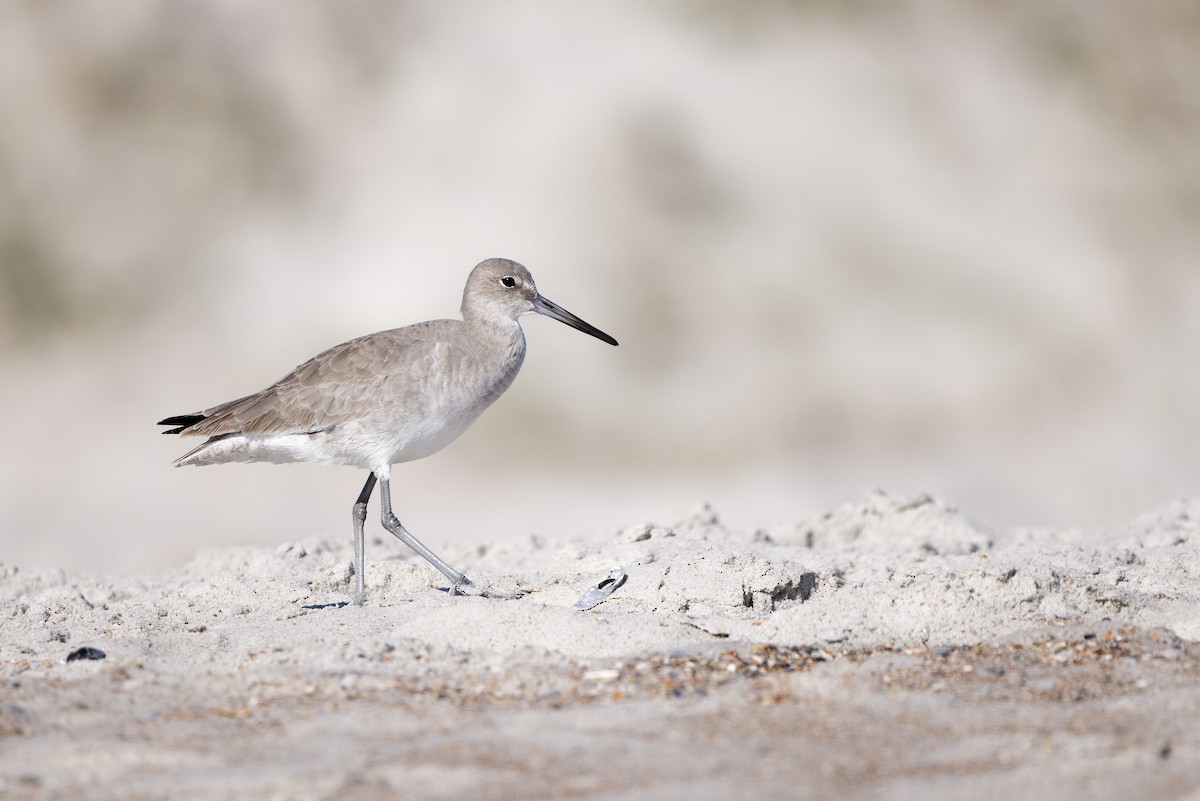 Willet - ML645080413