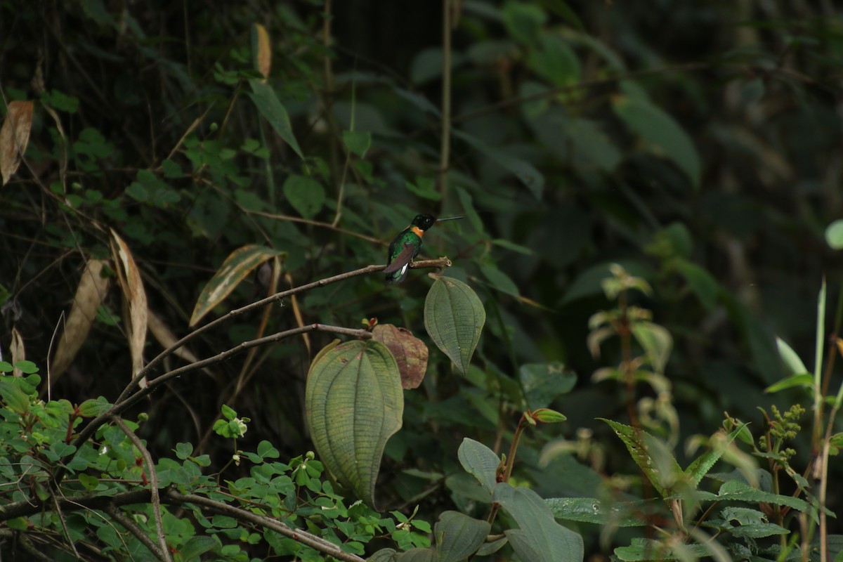 Gould's Inca - ML645080434