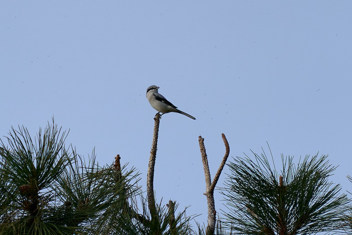 Alcaudón Boreal - ML645080435