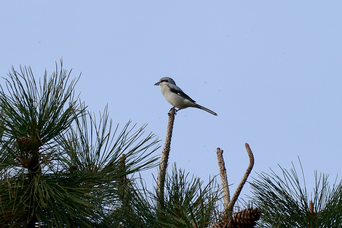 Alcaudón Boreal - ML645080436