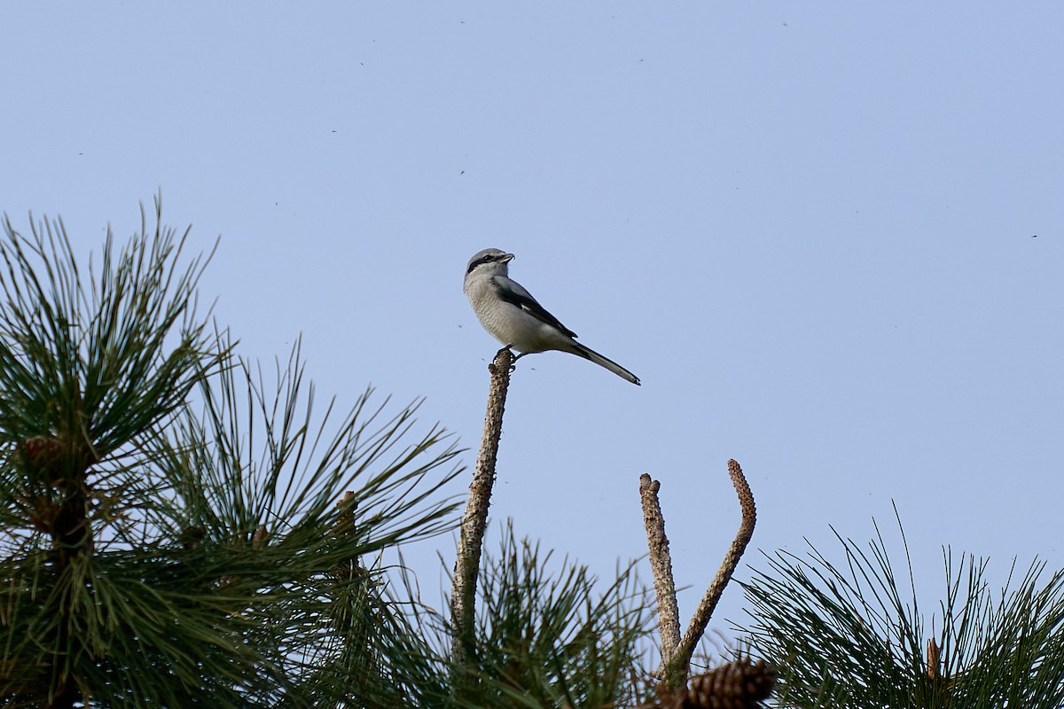 Alcaudón Boreal - ML645080437