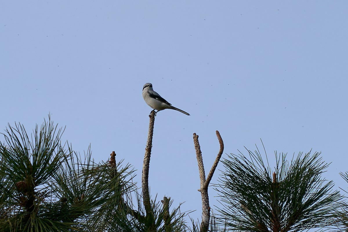 Alcaudón Boreal - ML645080438