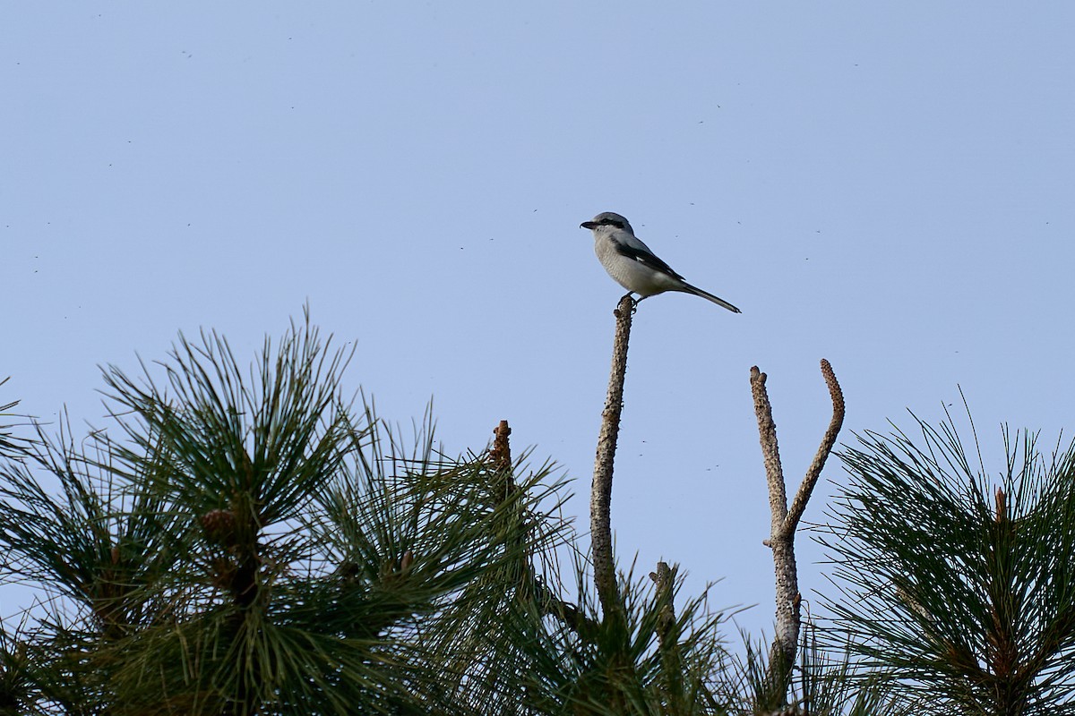 Alcaudón Boreal - ML645080439