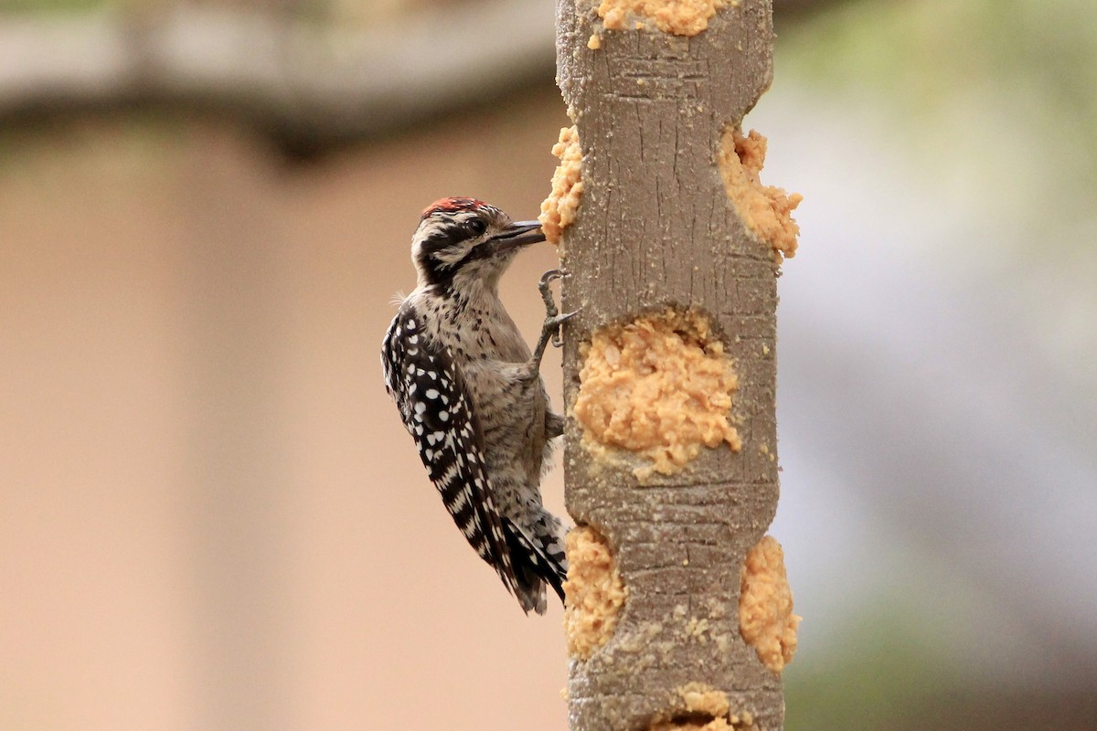 Ladder-backed Woodpecker - ML645080445