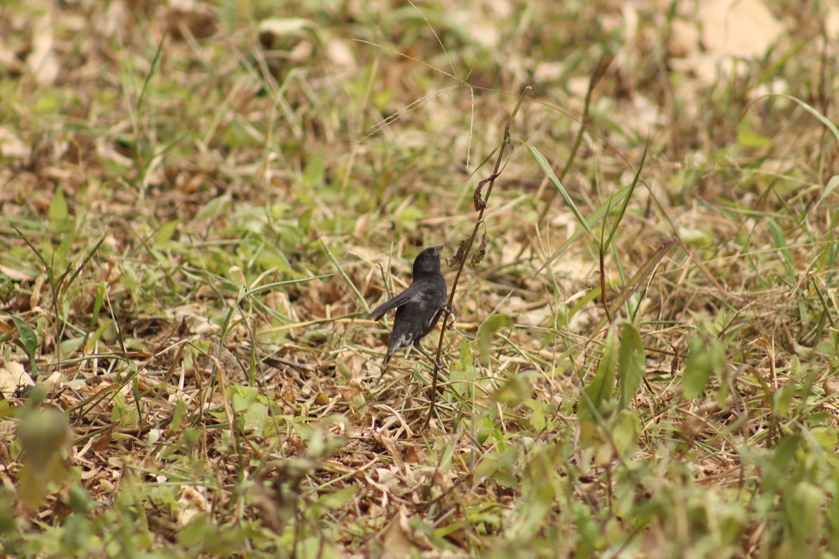 Géospize des cactus - ML645080450