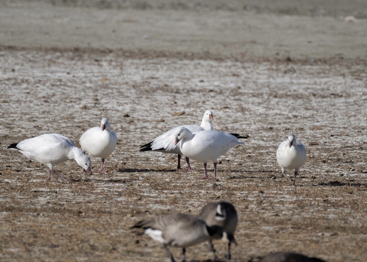 Küçük Kar Kazı - ML645080460