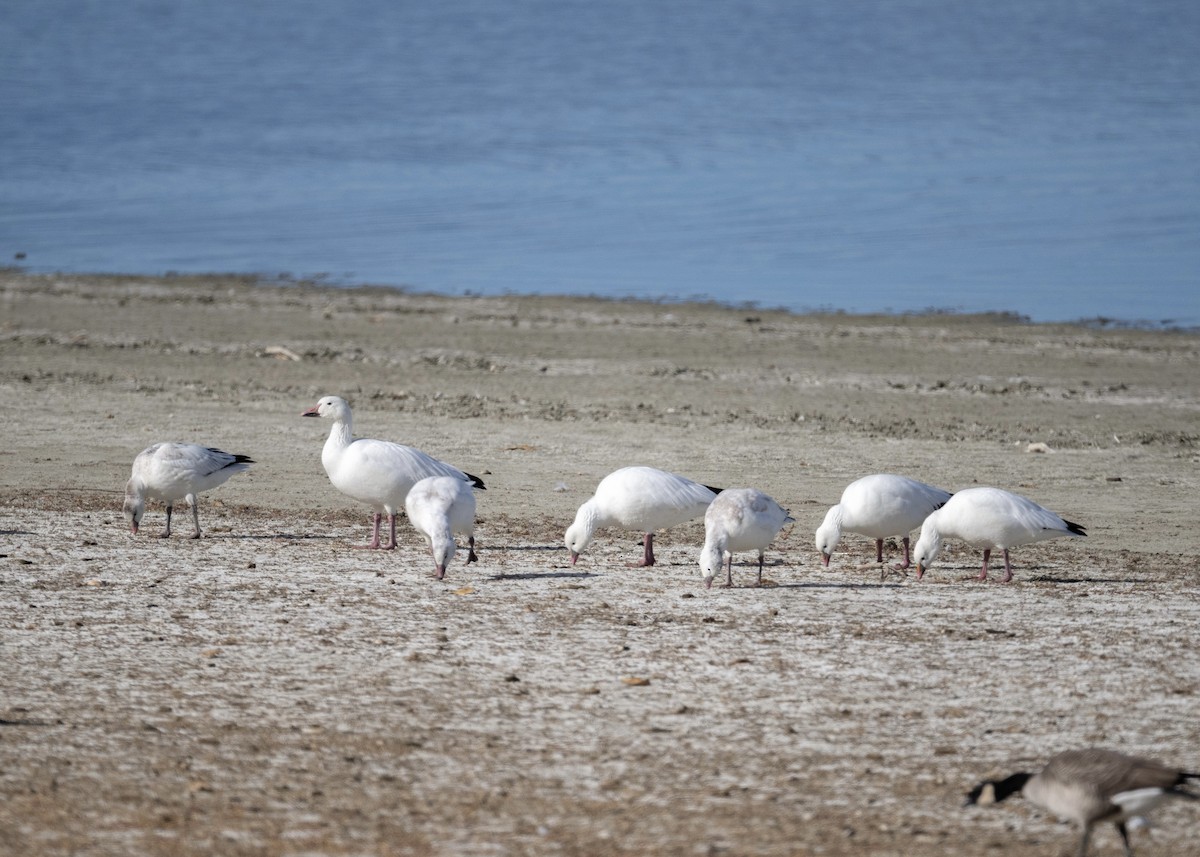 Küçük Kar Kazı - ML645080461