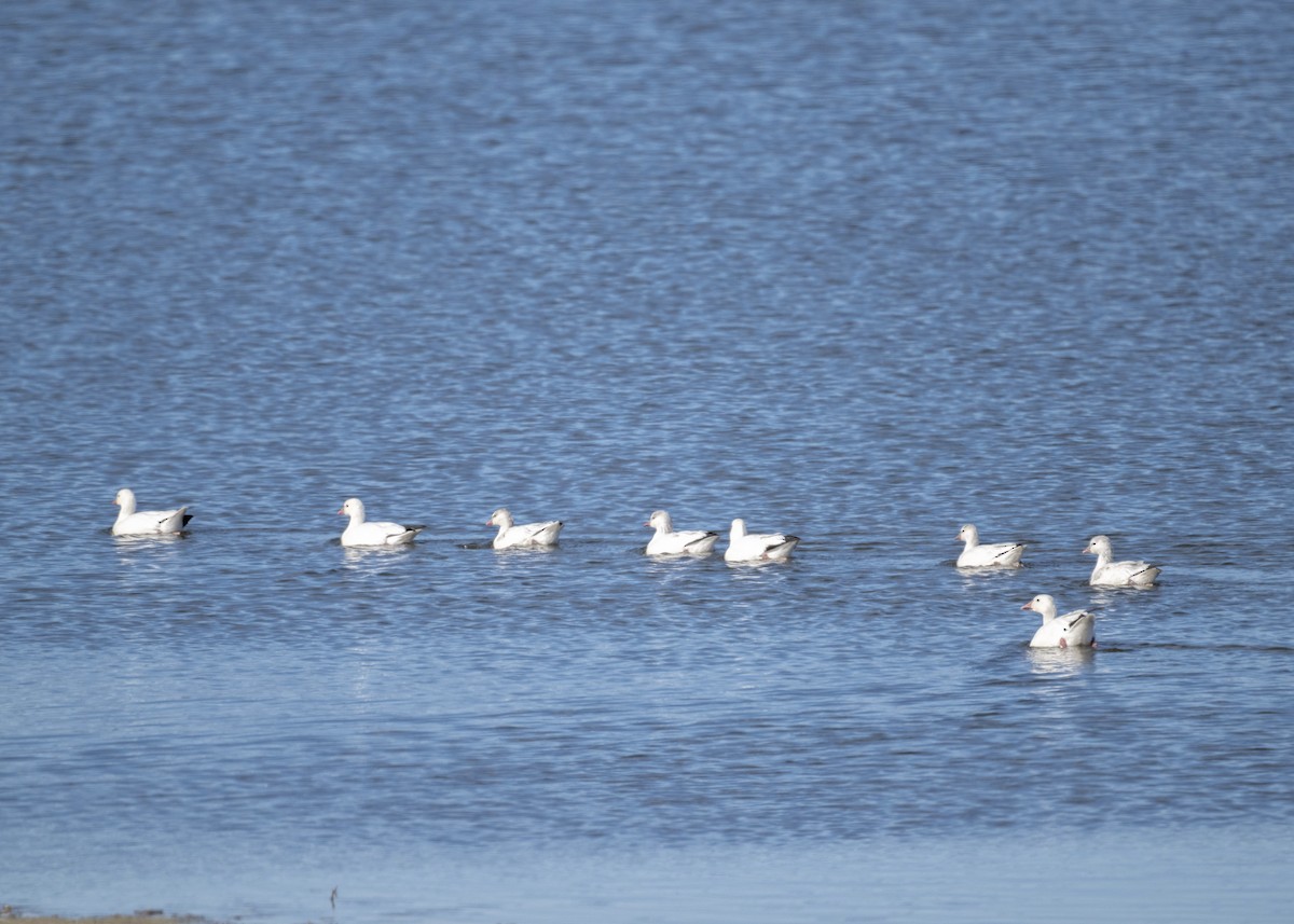 Küçük Kar Kazı - ML645080462