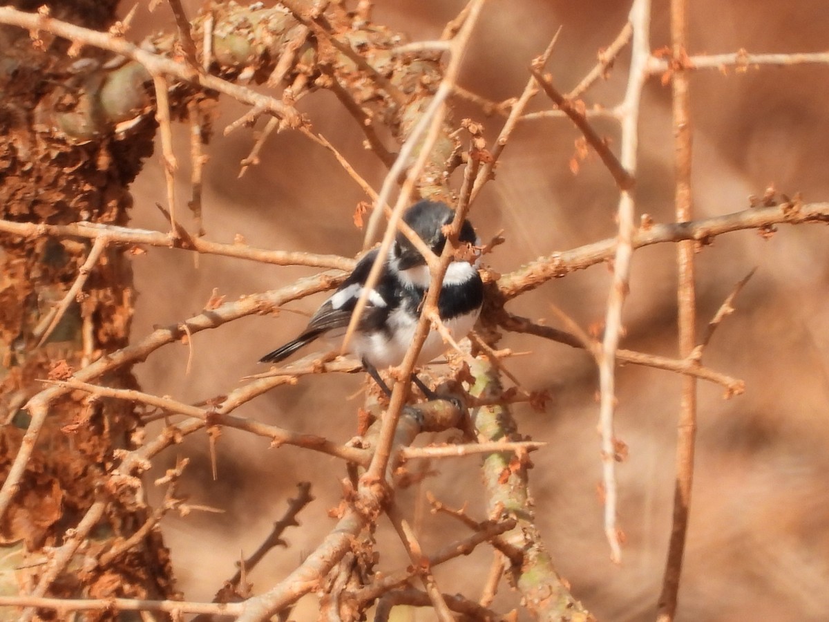 Pygmy Batis - ML645080464