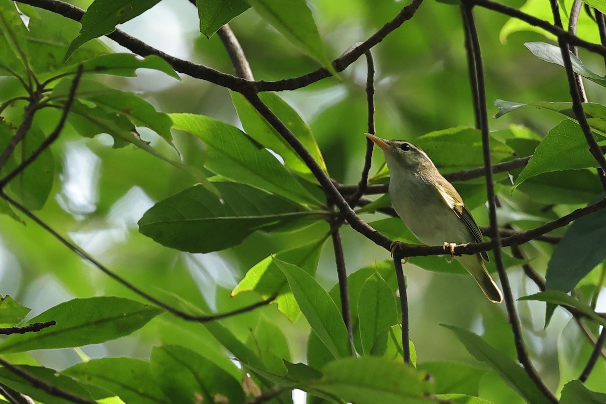 Eastern Crowned Warbler - ML645080465