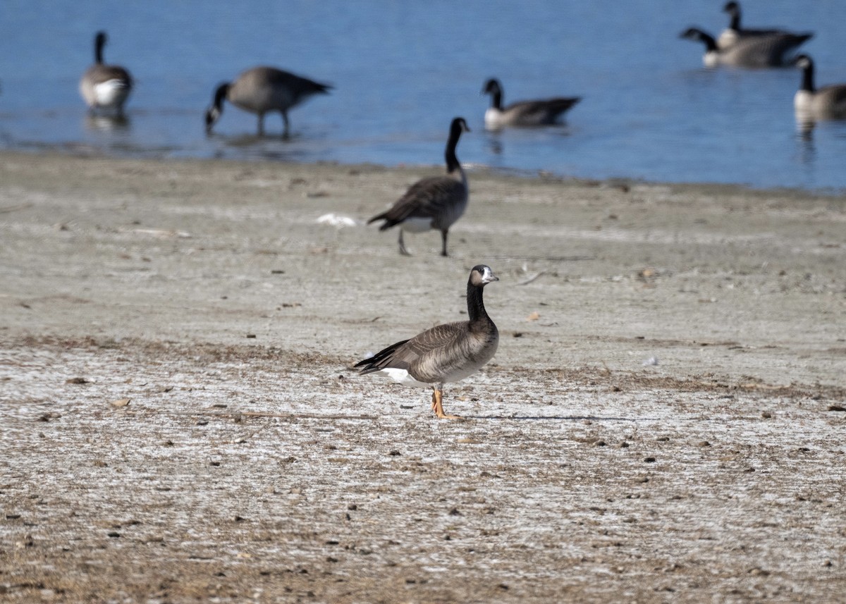 Sakarca x Gıdaklayan/Kanada Kazı - ML645080483