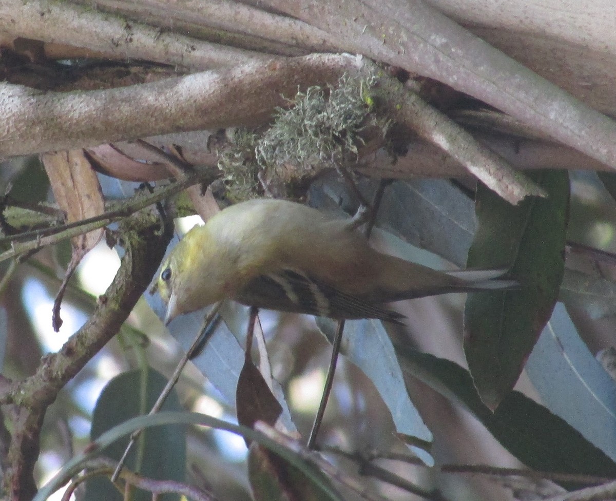 Пісняр-лісовик каштановий - ML645080484