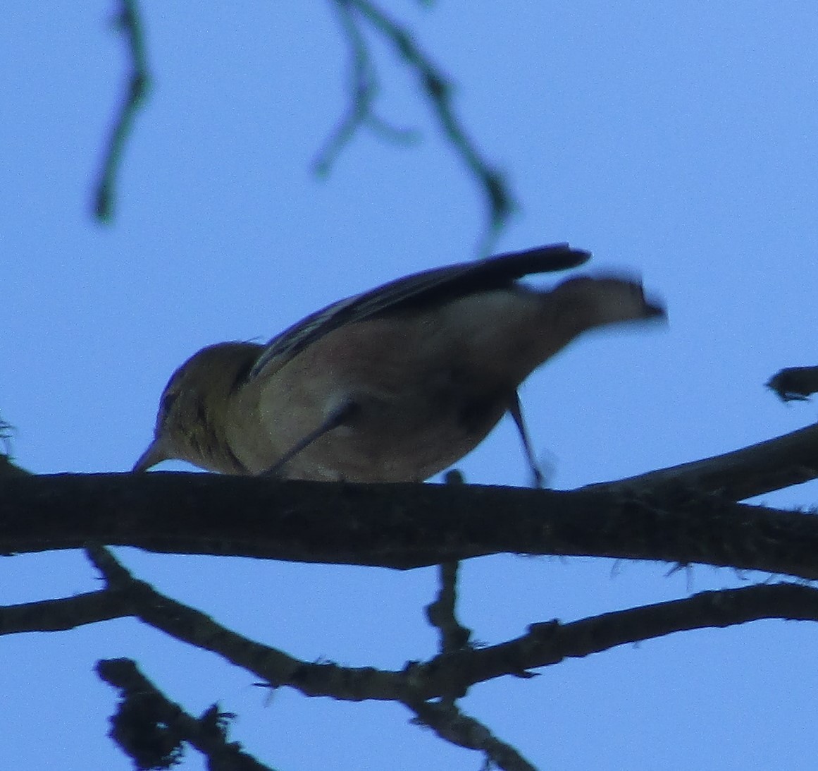 Пісняр-лісовик каштановий - ML645080485