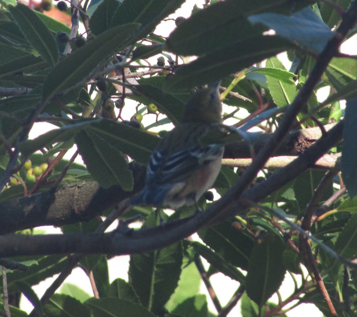 Пісняр-лісовик каштановий - ML645080486