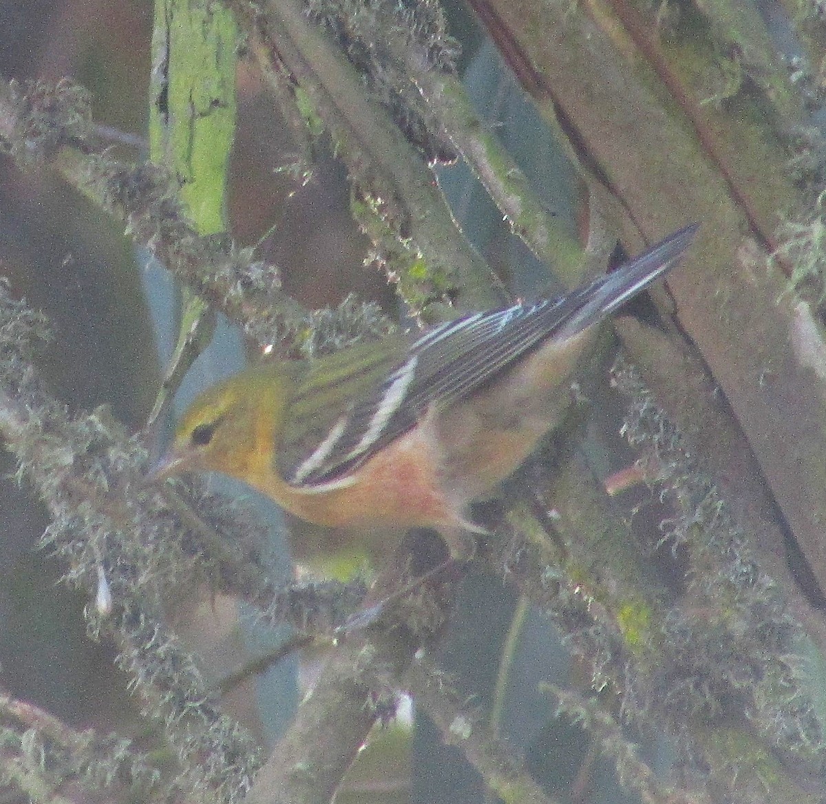 Пісняр-лісовик каштановий - ML645080487