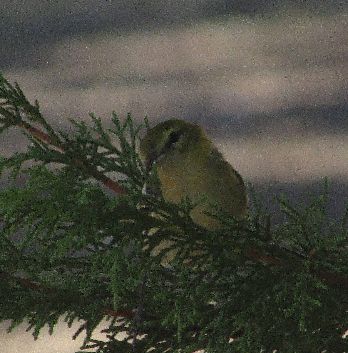 Пісняр-лісовик каштановий - ML645080488