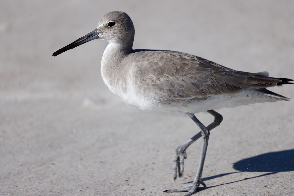 Willet - ML645080491