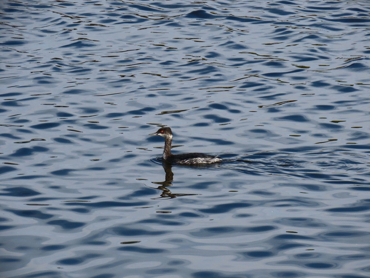 Schwarzhalstaucher - ML645080495