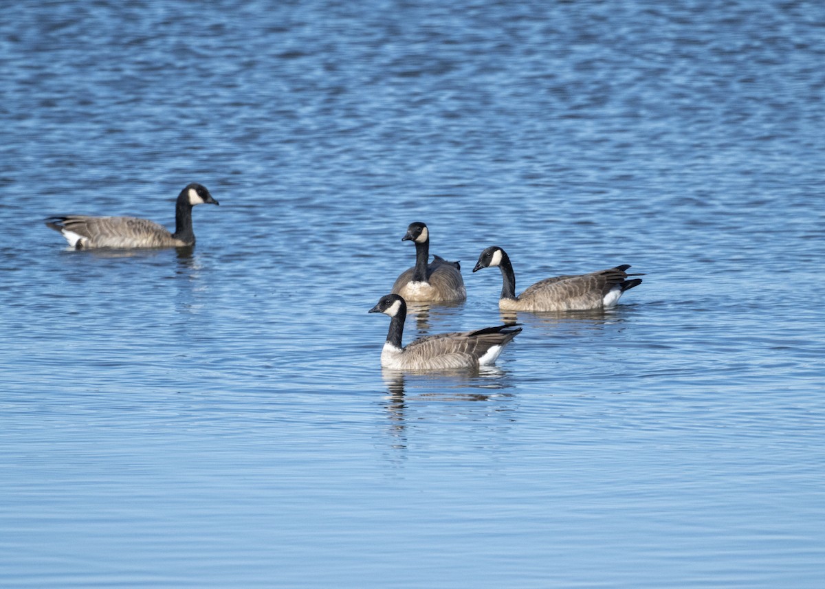 Gıdaklayan Kaz - ML645080496