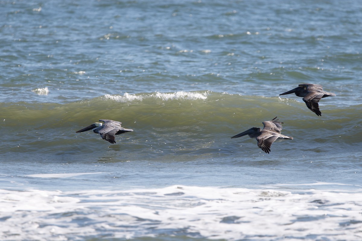 Brown Pelican - ML645080499