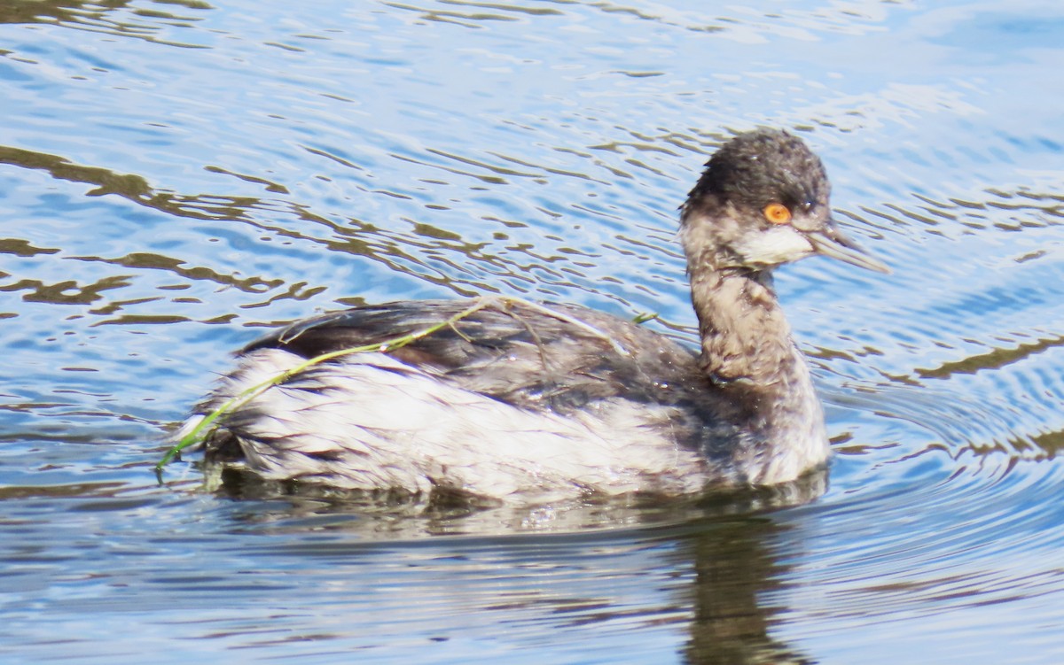 Schwarzhalstaucher - ML645080500