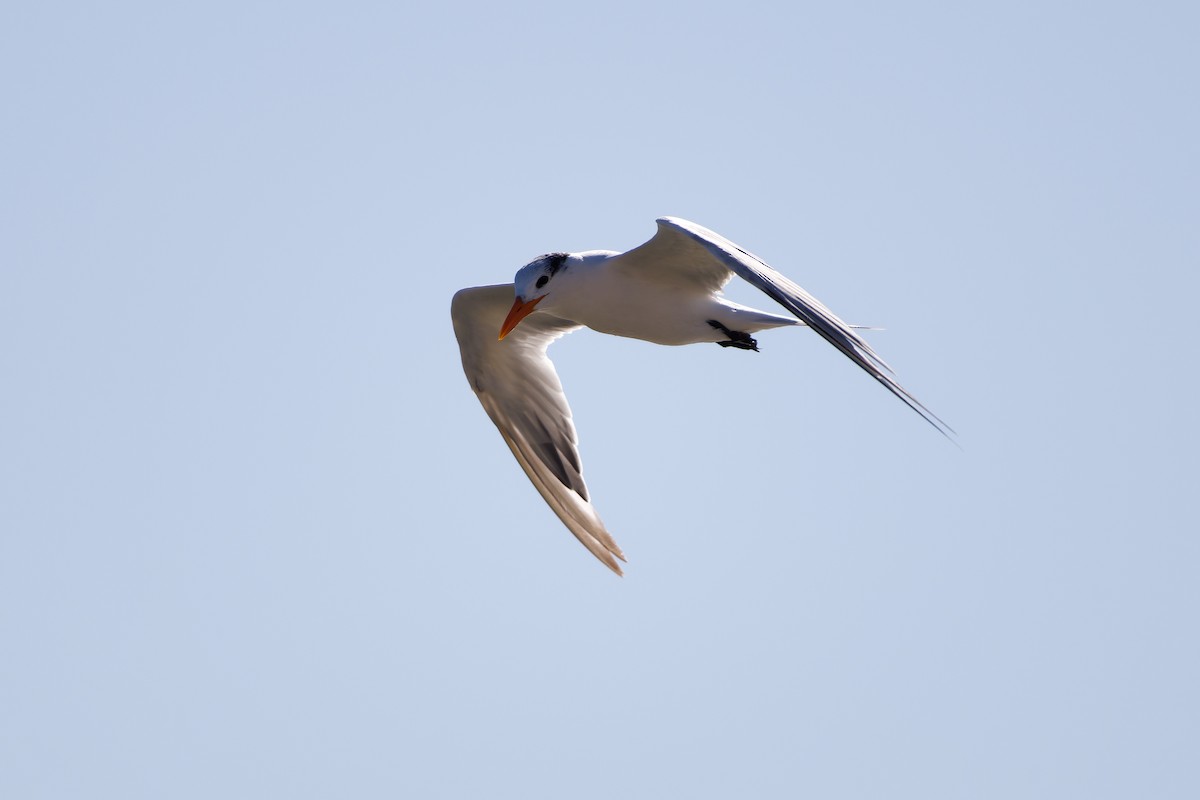 Royal Tern - ML645080501