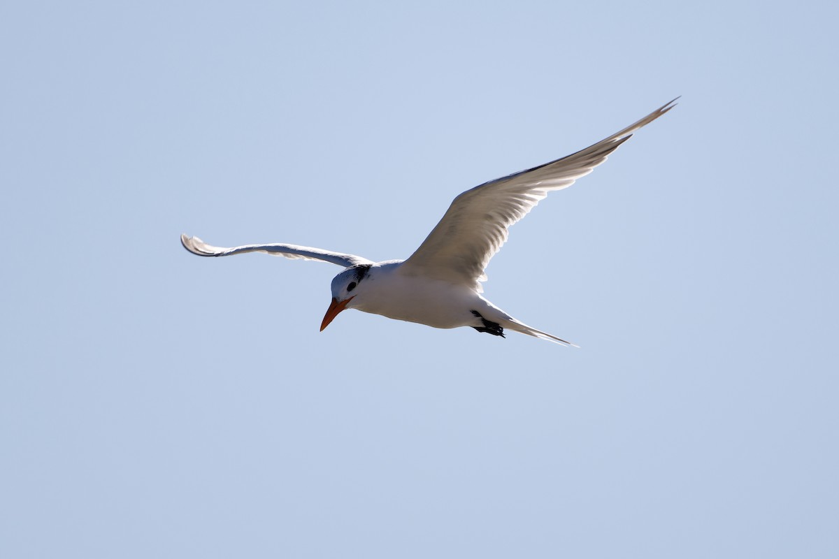 Royal Tern - ML645080502