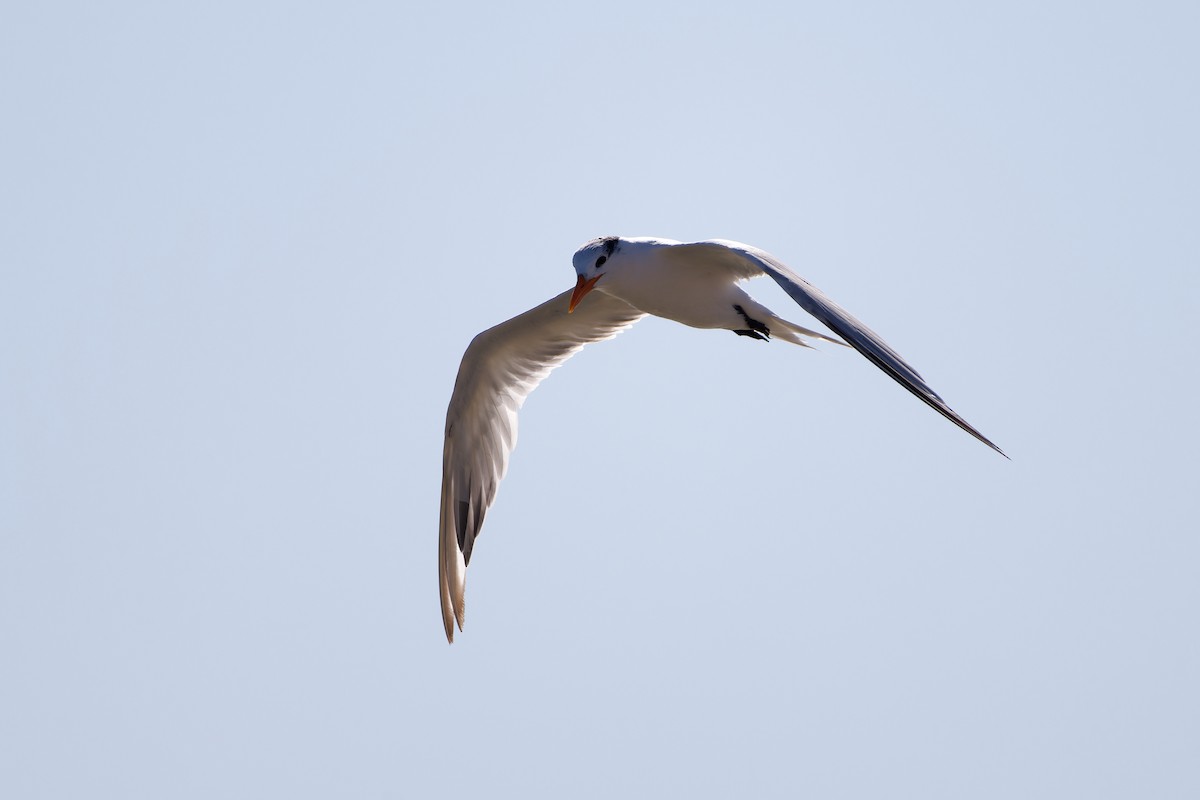 Royal Tern - ML645080503