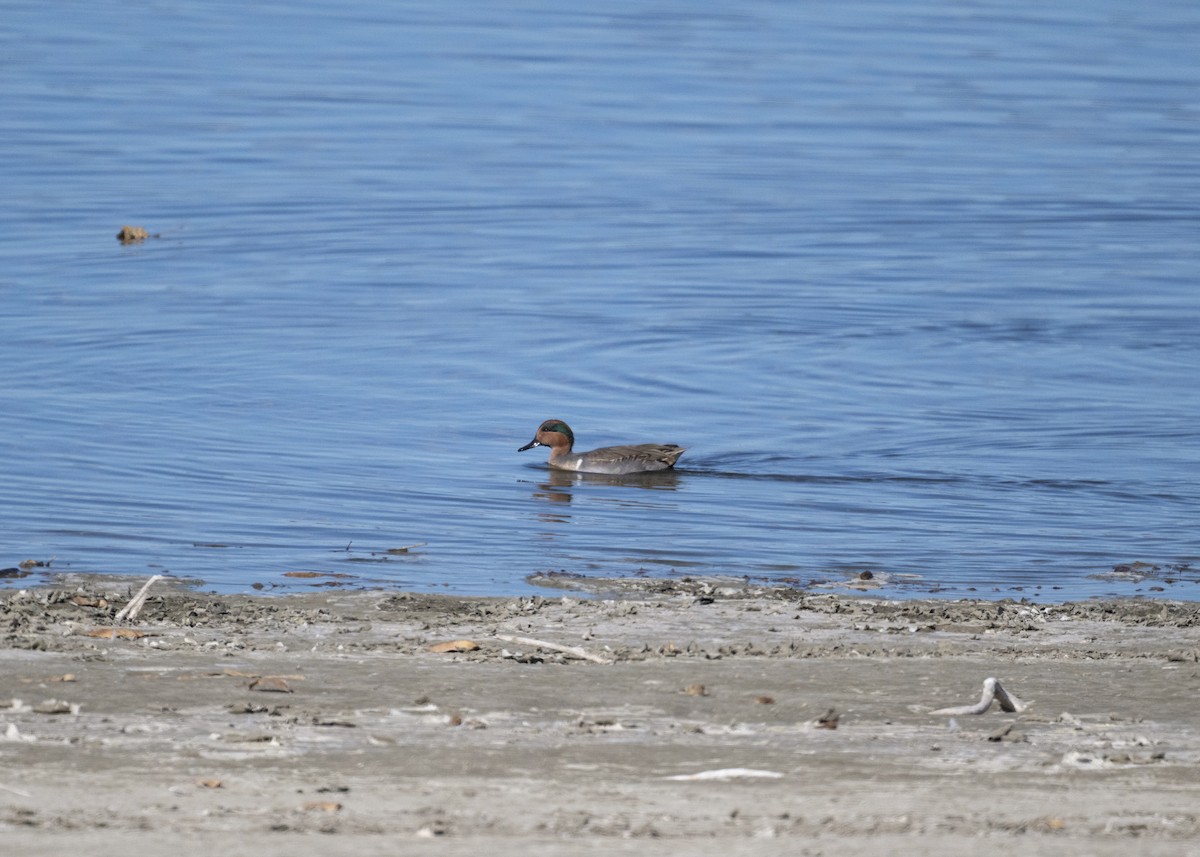 Çamurcun - ML645080508