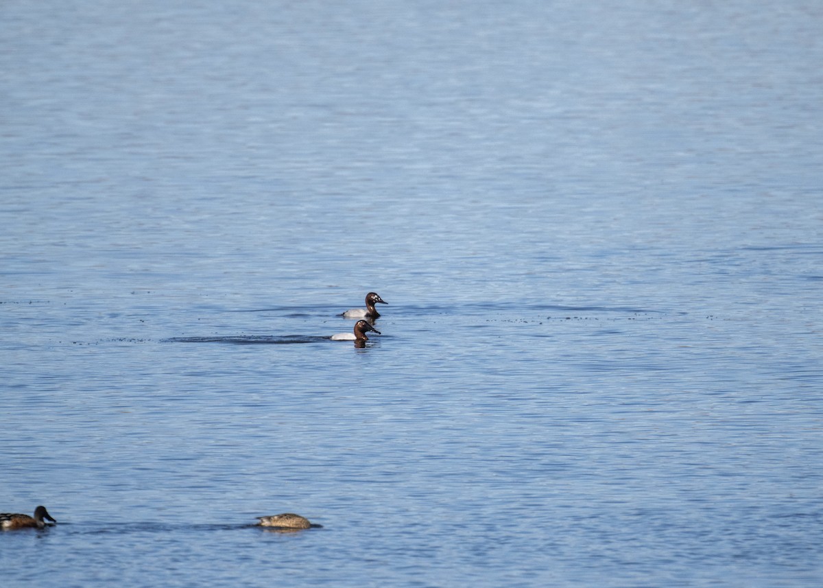 Büyük Elmabaş - ML645080529