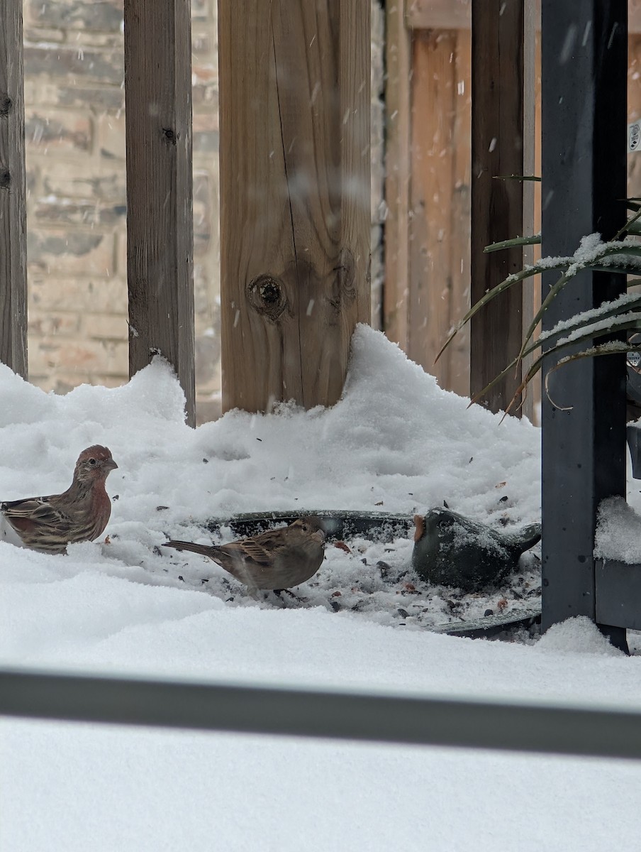 House Finch - ML645080549