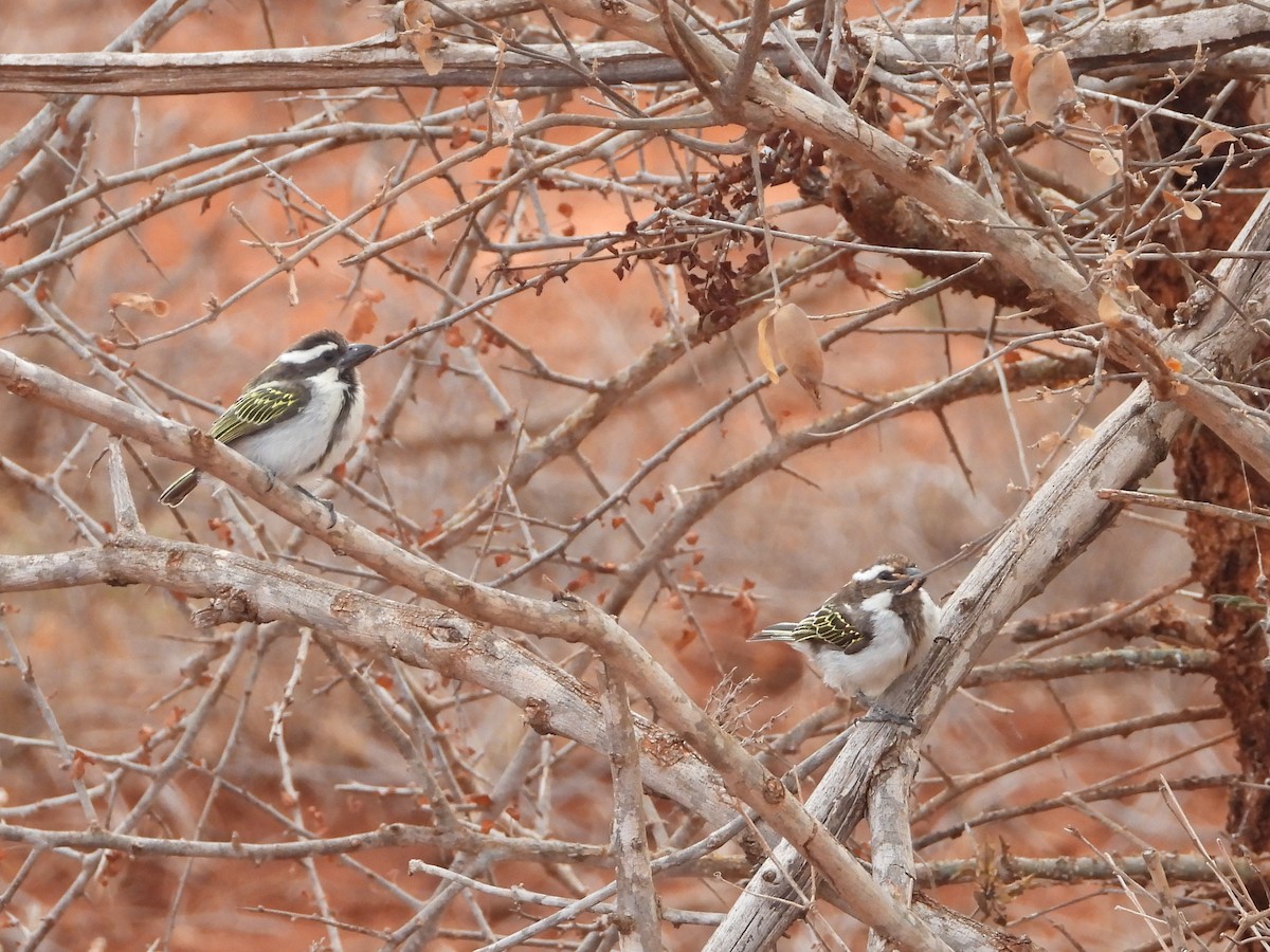 Black-throated Barbet - ML645080550