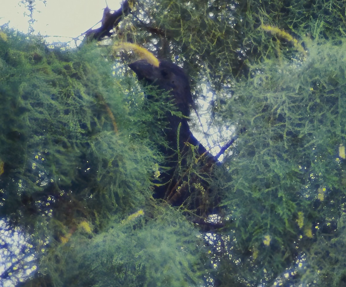 Groove-billed Ani - ML645080556