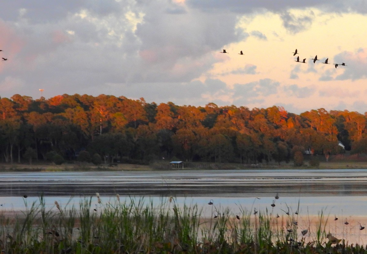 Glossy/White-faced Ibis - ML645080557