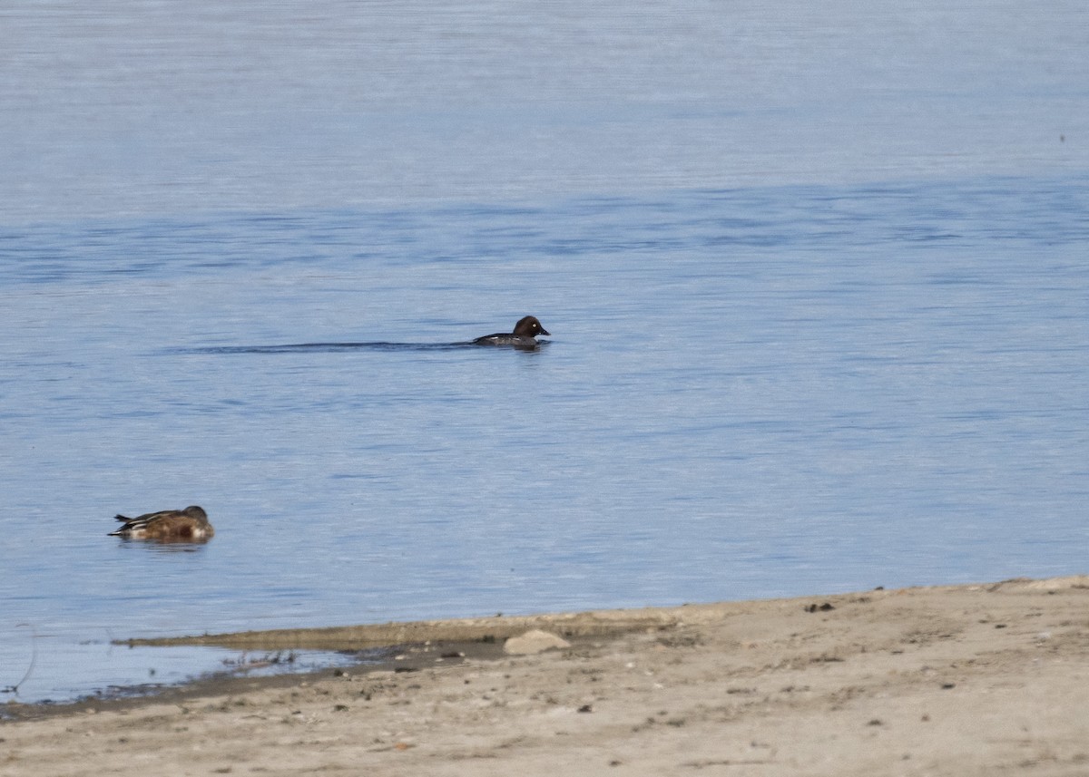 Altıngöz - ML645080564