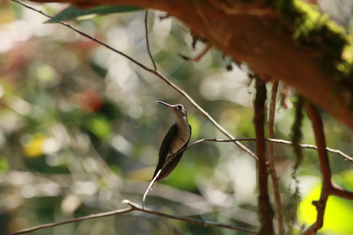 ハイバラケンバネハチドリ - ML645080567