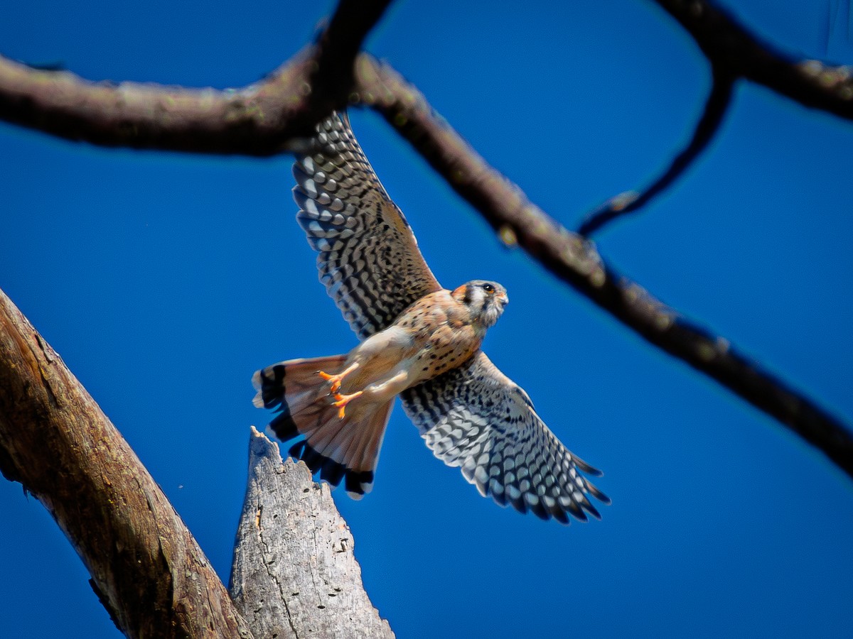American Kestrel - ML645080579
