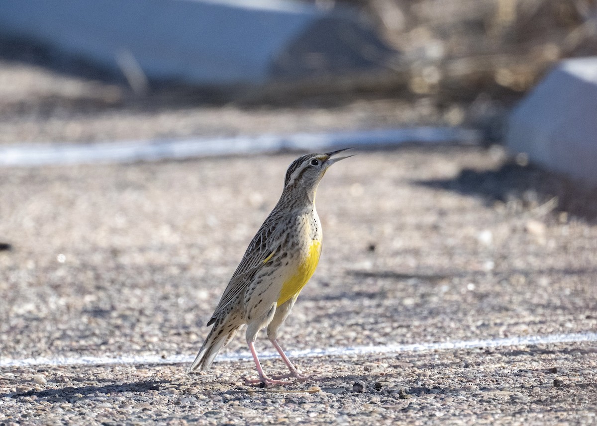 Batılı Tarlasığırcığı - ML645080580