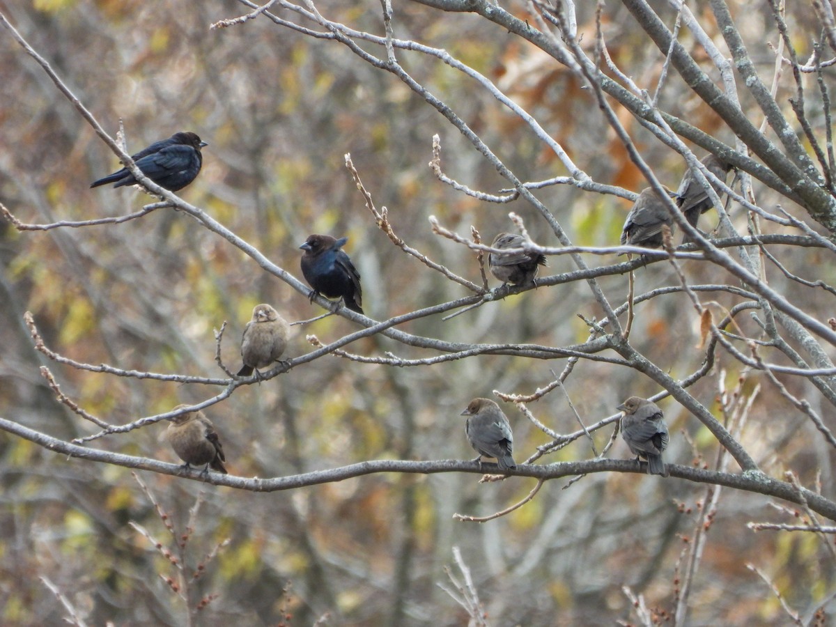 brunhodetrupial - ML645080595