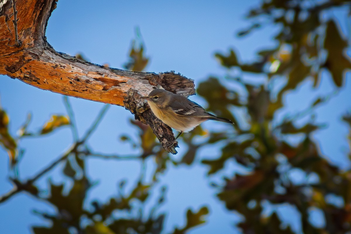 סבכון אורנים - ML645080610