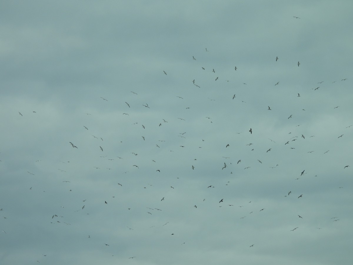 gull sp. - ML645080623