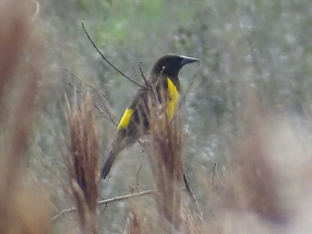 Мочарець жовтогузий - ML645080624