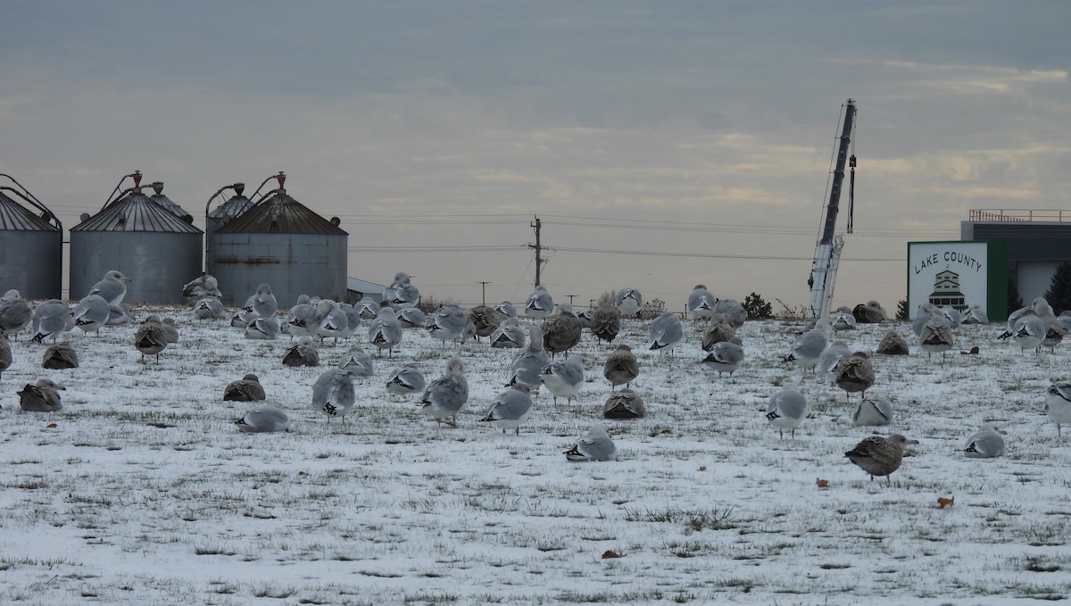 gull sp. - ML645080650