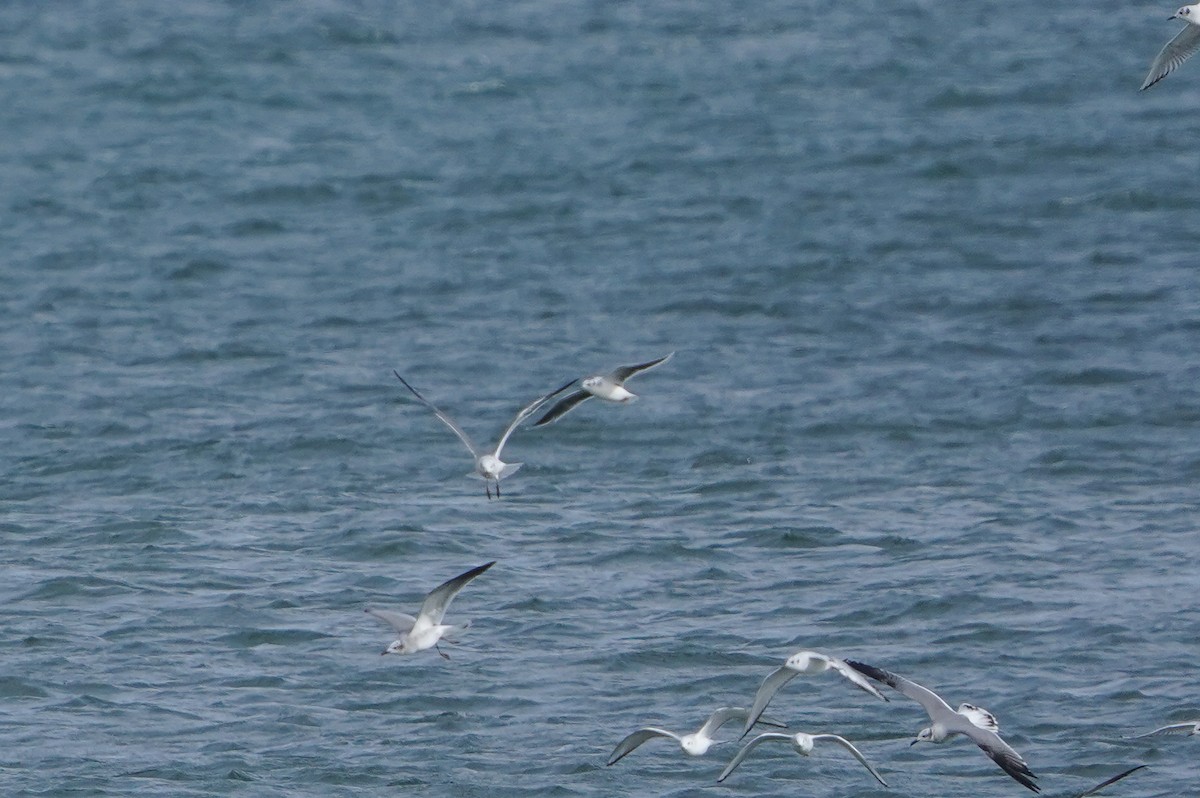 Gabbianello - ML645080653