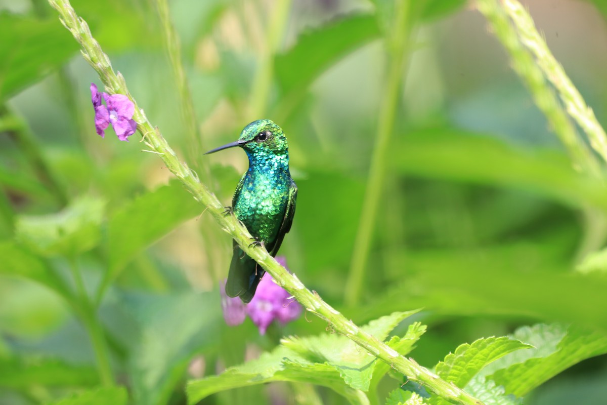 アイオヒメエメラルドハチドリ - ML645080654